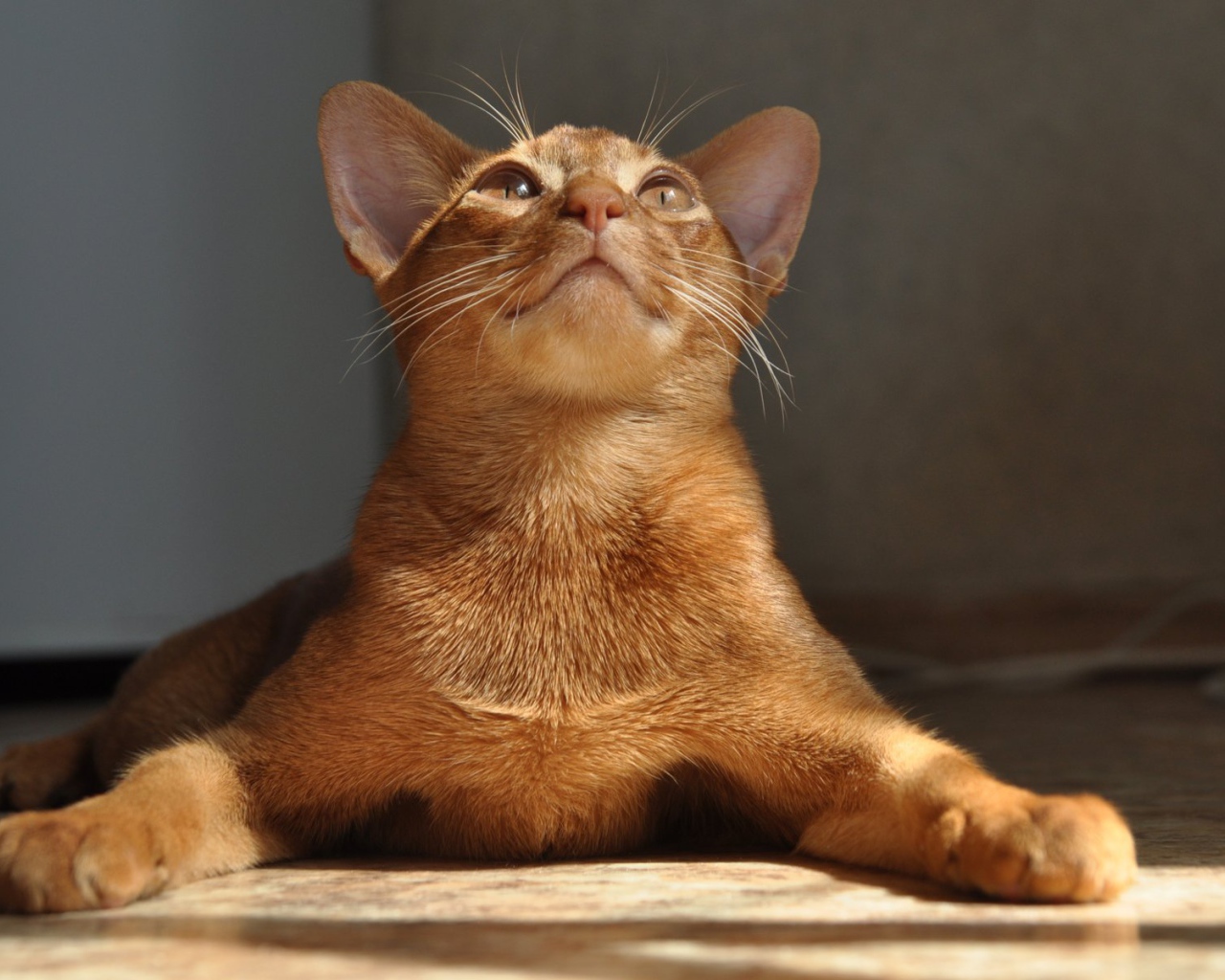 Абиссинская кошка расставила лапы