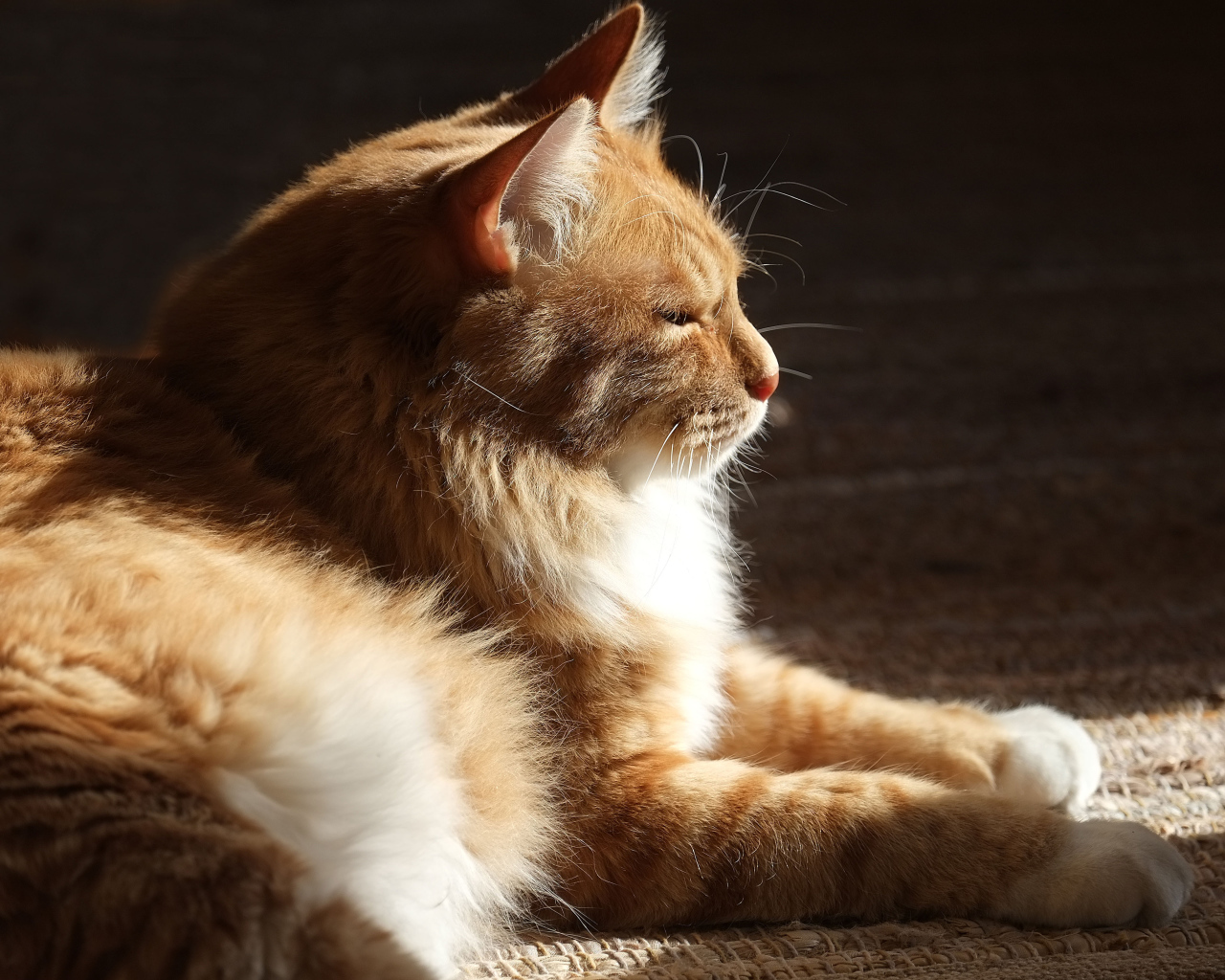 Взрослый курильский бобтейл