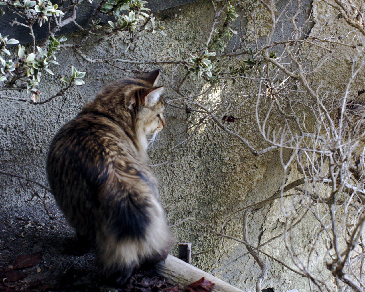 Американский бобтейл на природе