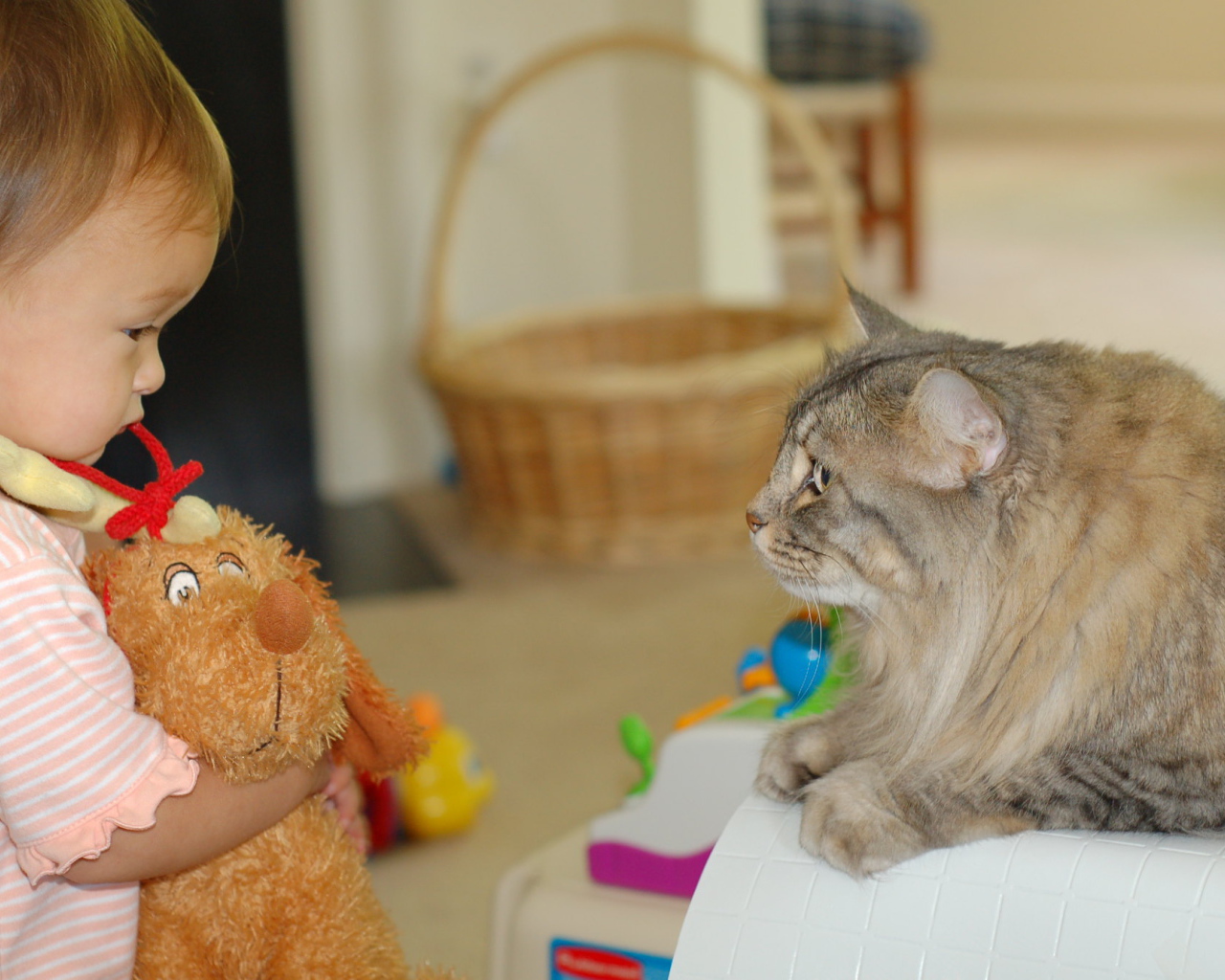 Американский бобтейл и ребенок