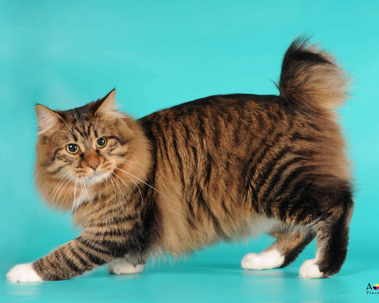 Порода кошек американский бобтейл