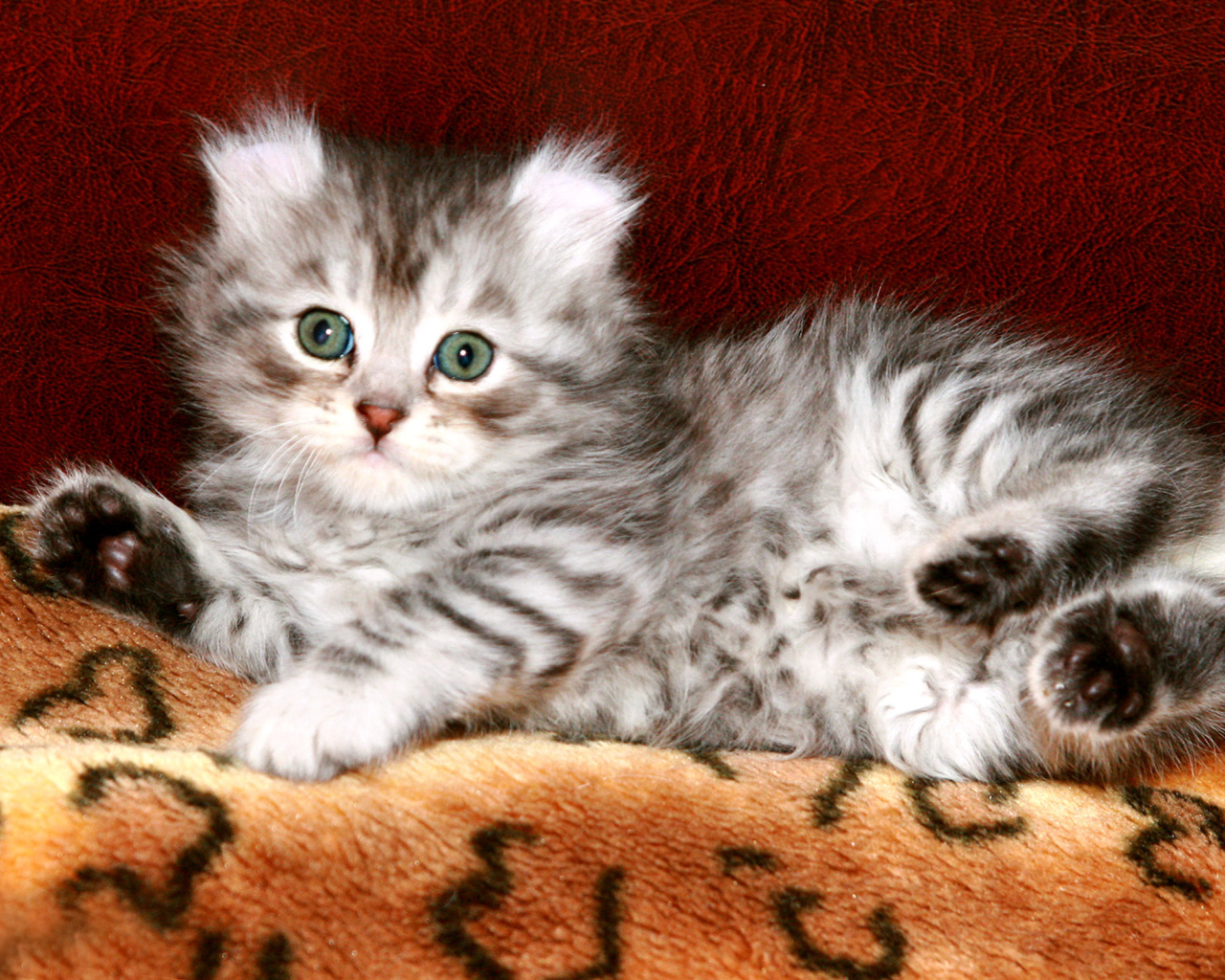 Котенок американский керл