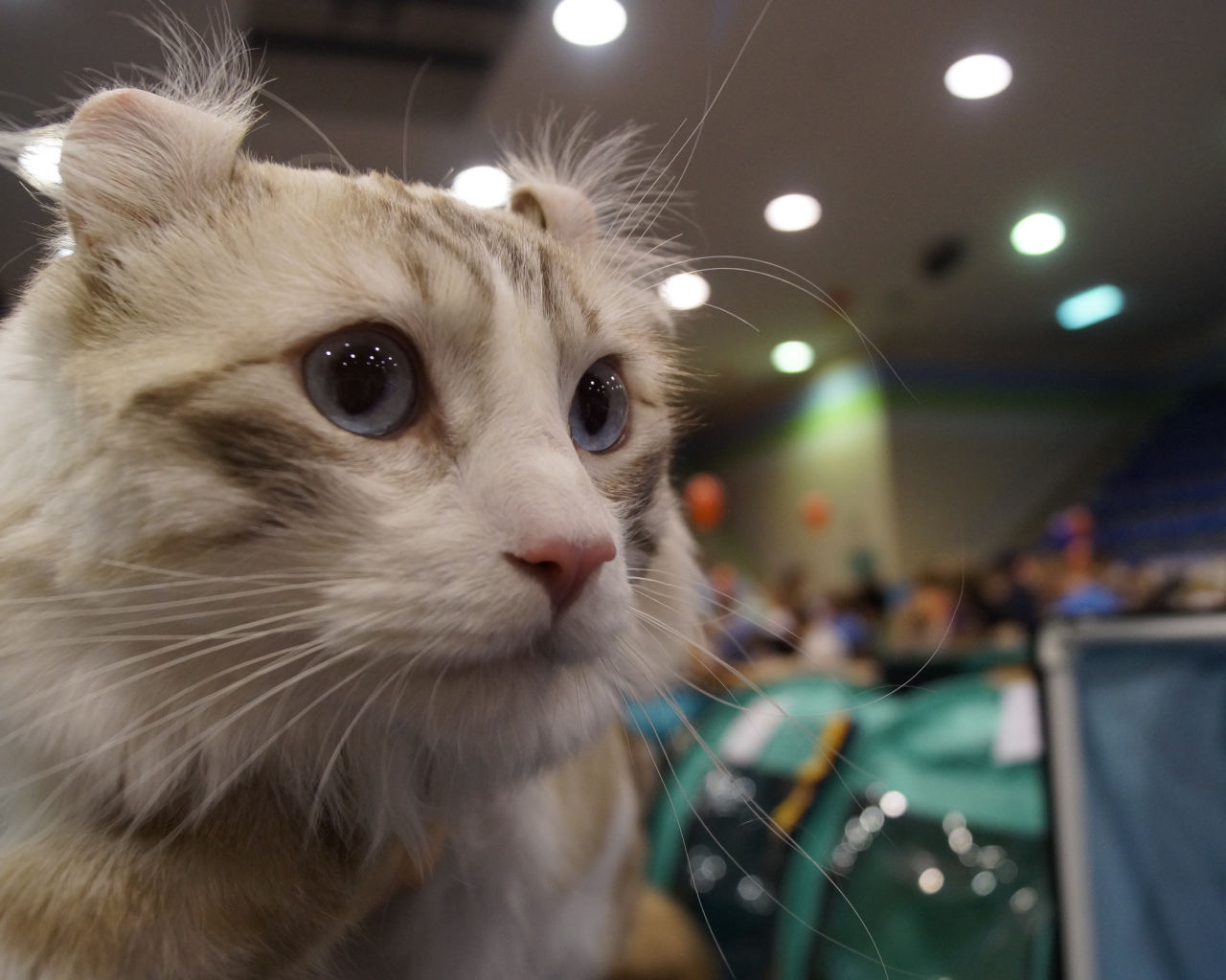 Американский керл на выставке