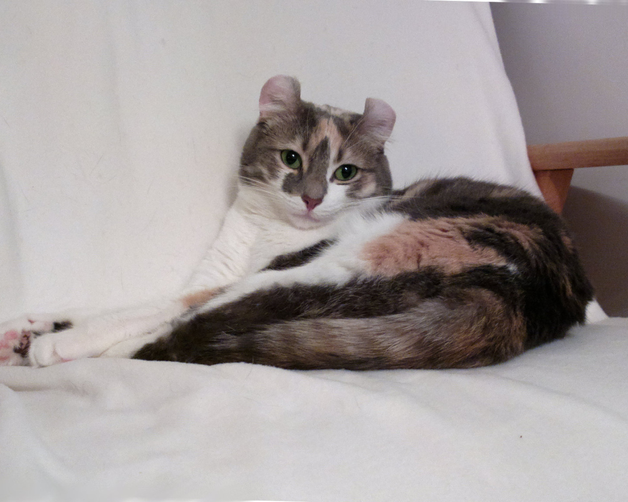 Кот американский керл на кресле