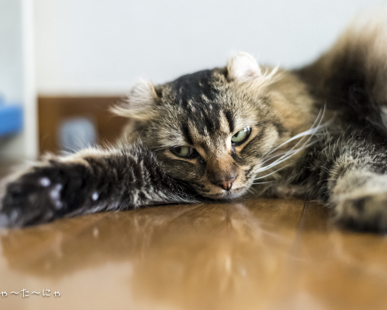 Американский керл на полу