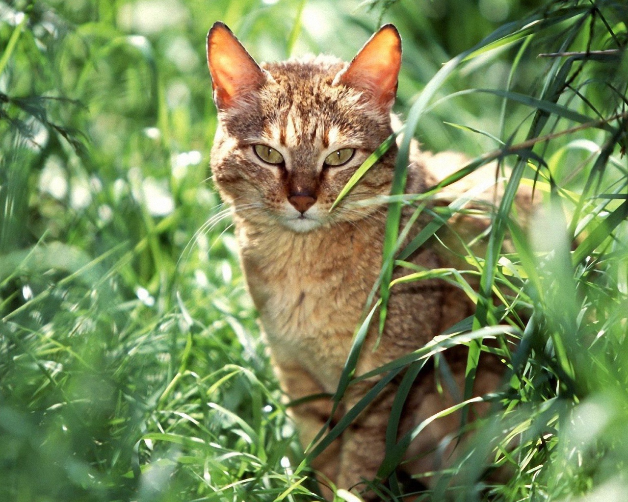 Американская короткошерстная кошка в траве