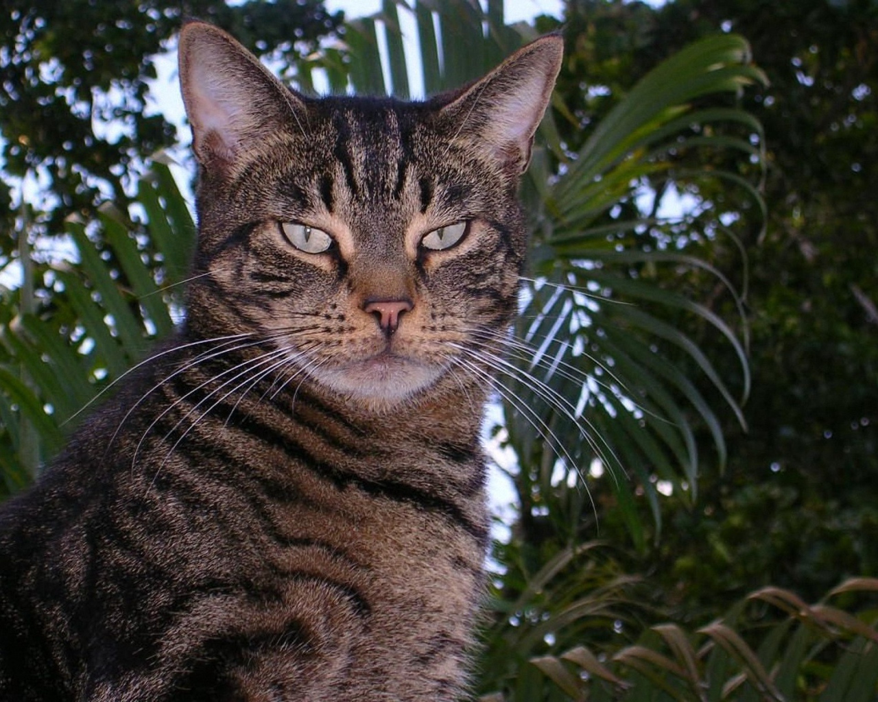 Американская короткошерстная кошка в саду