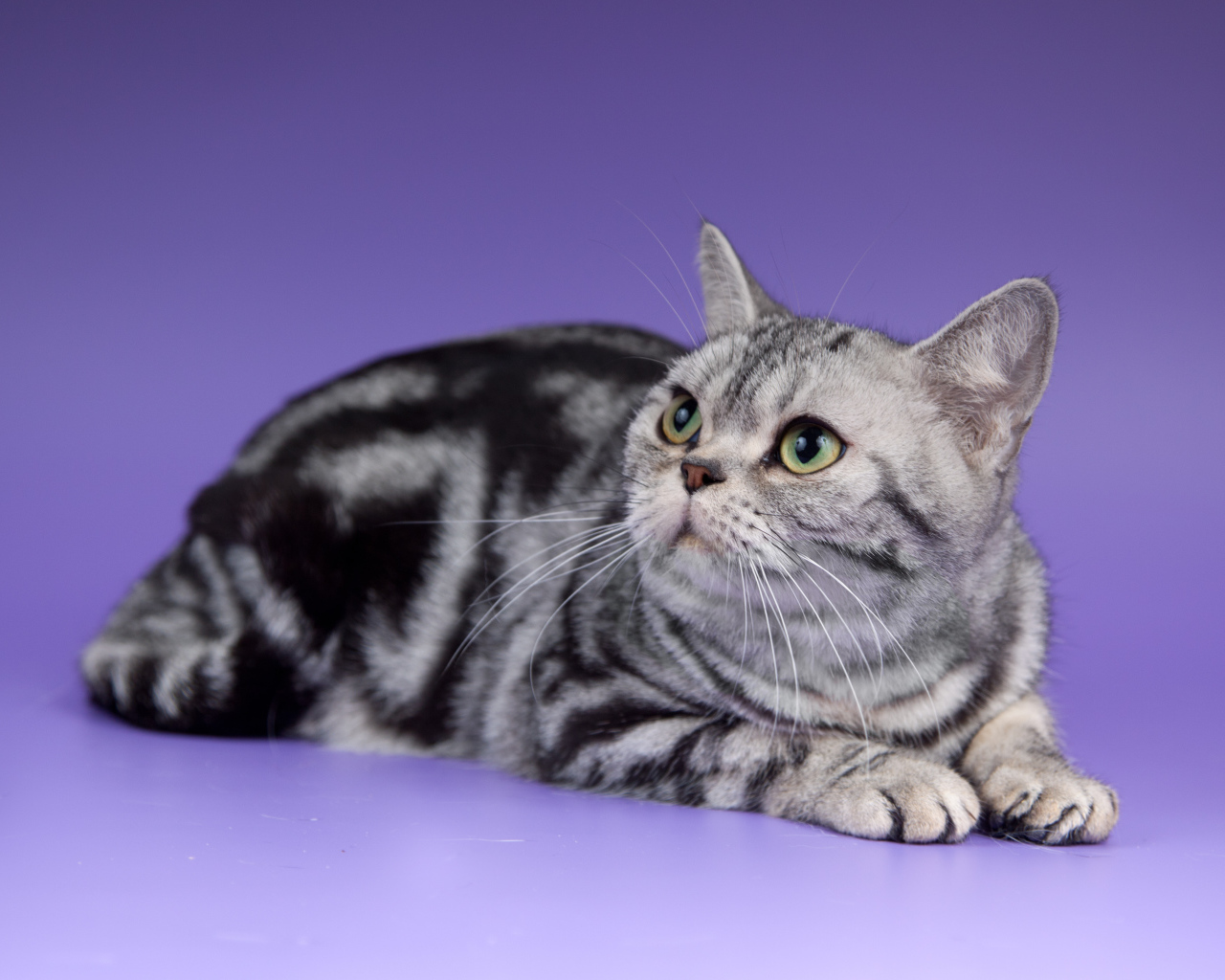 Американская короткошерстная кошка смотрит вверх