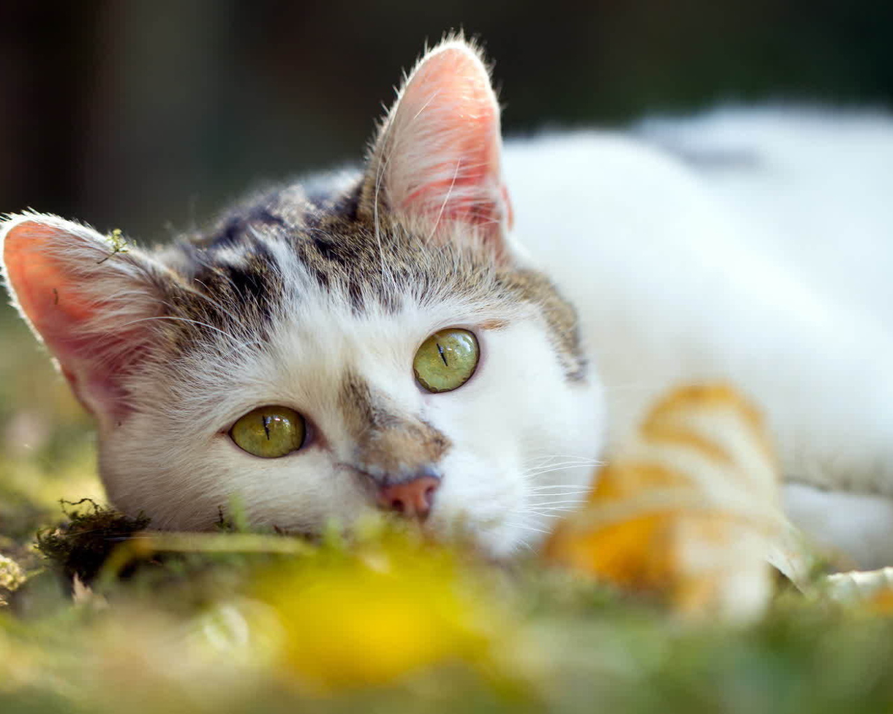 Американская жесткошерстная кошка лежит на траве