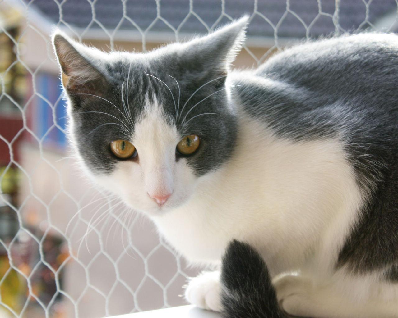 Американская жесткошерстная кошка у забора