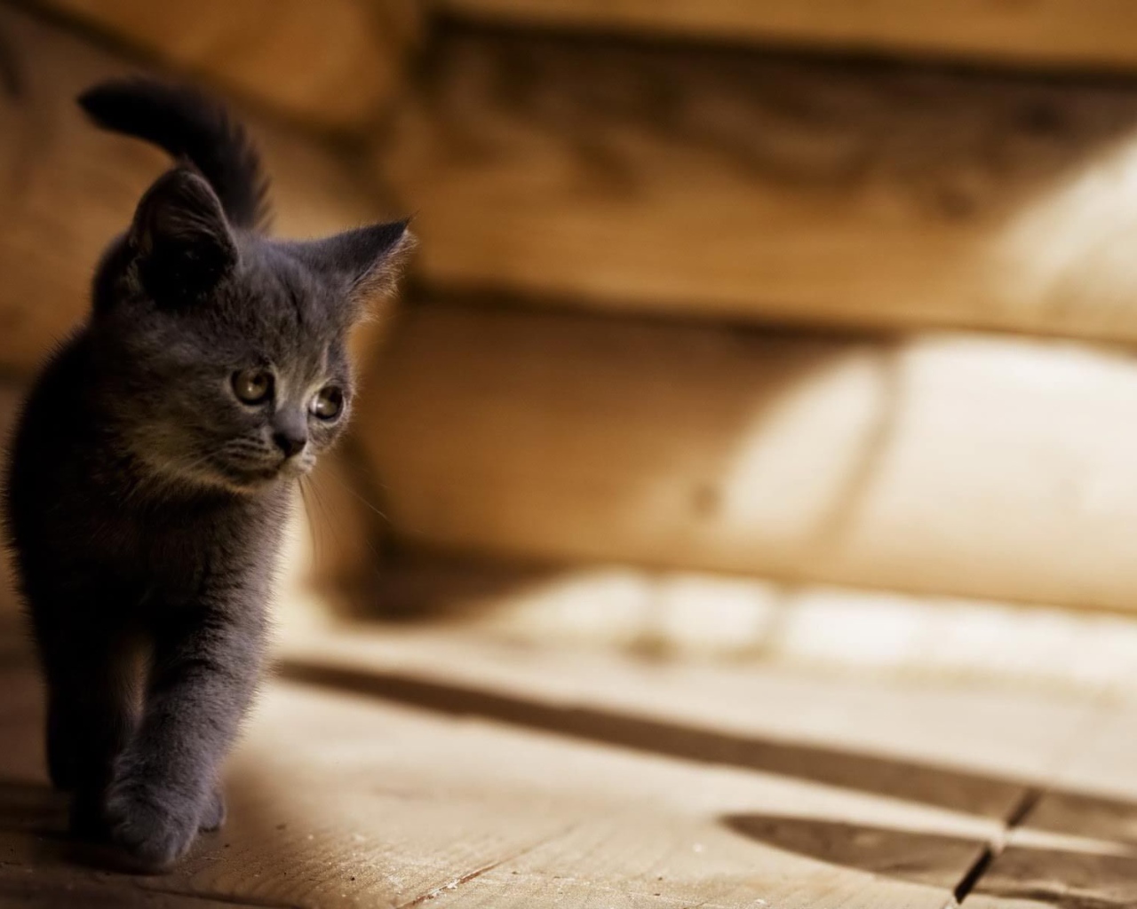 Серый котенок американской жесткошерстной кошки