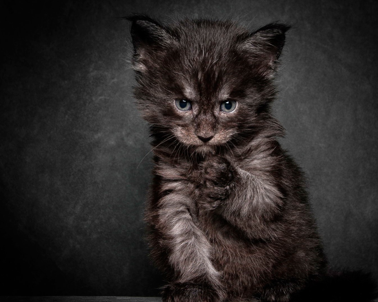 Cердитый черный кот