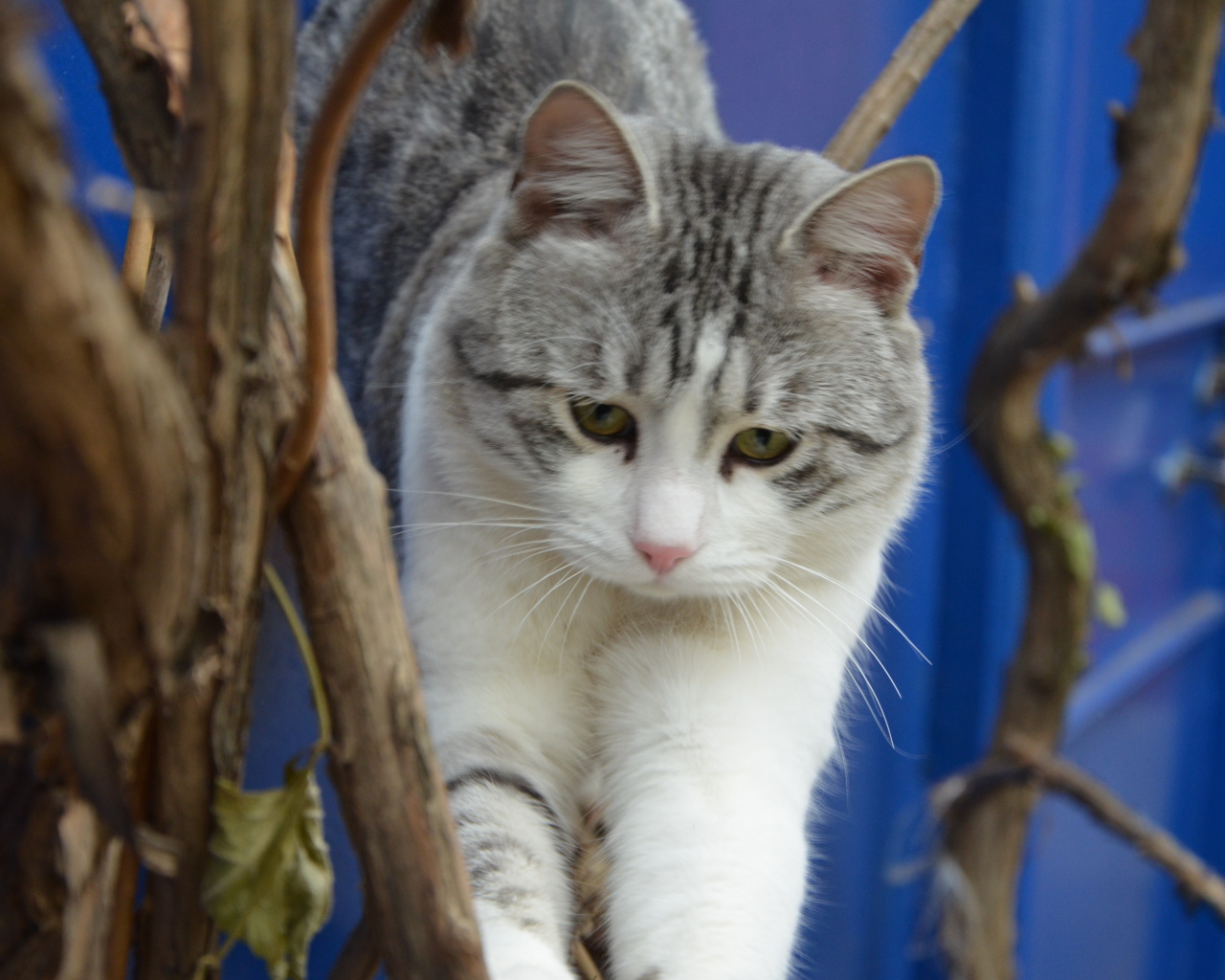 Аравийский мау среди веток