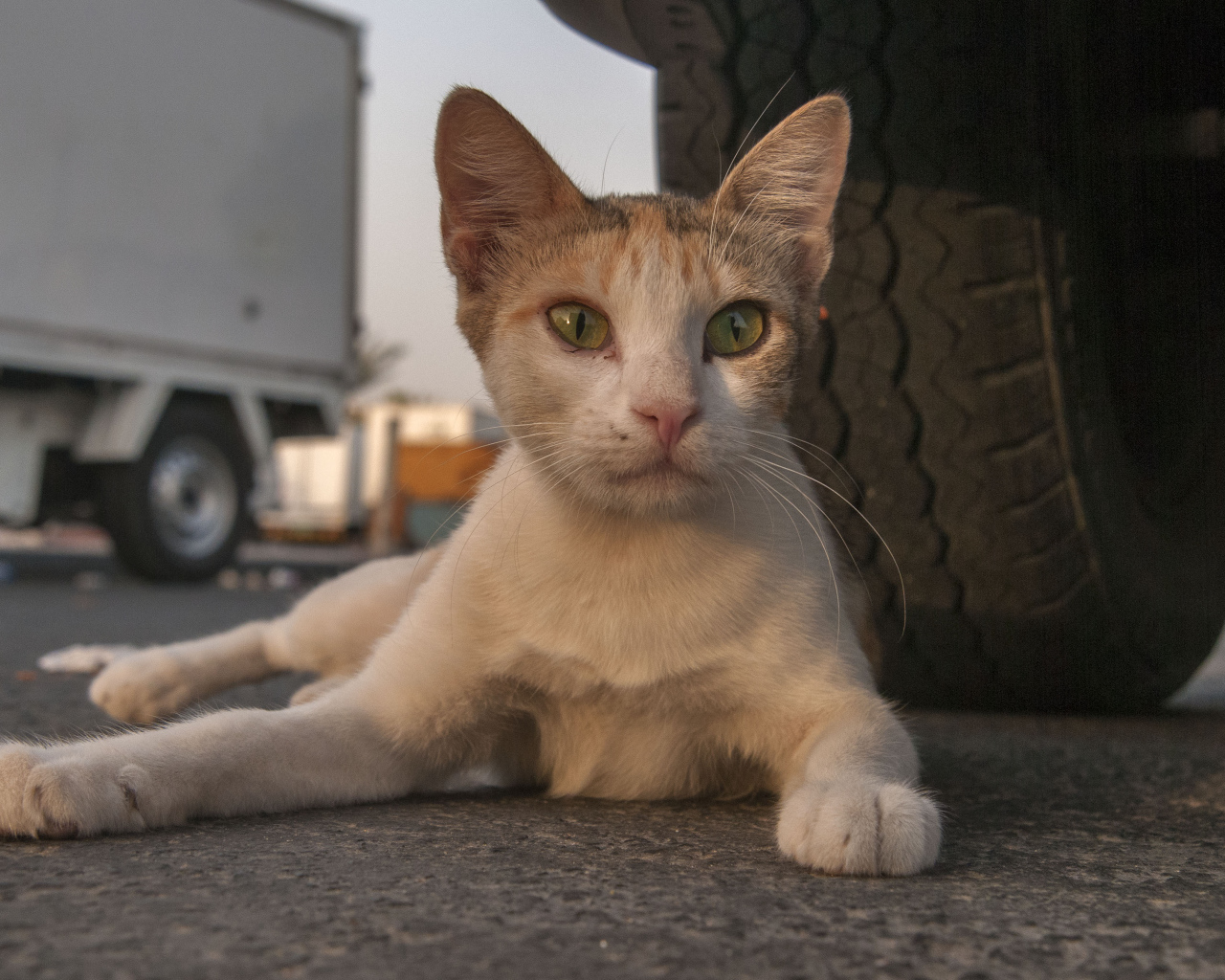 Аравийский мау у колеса