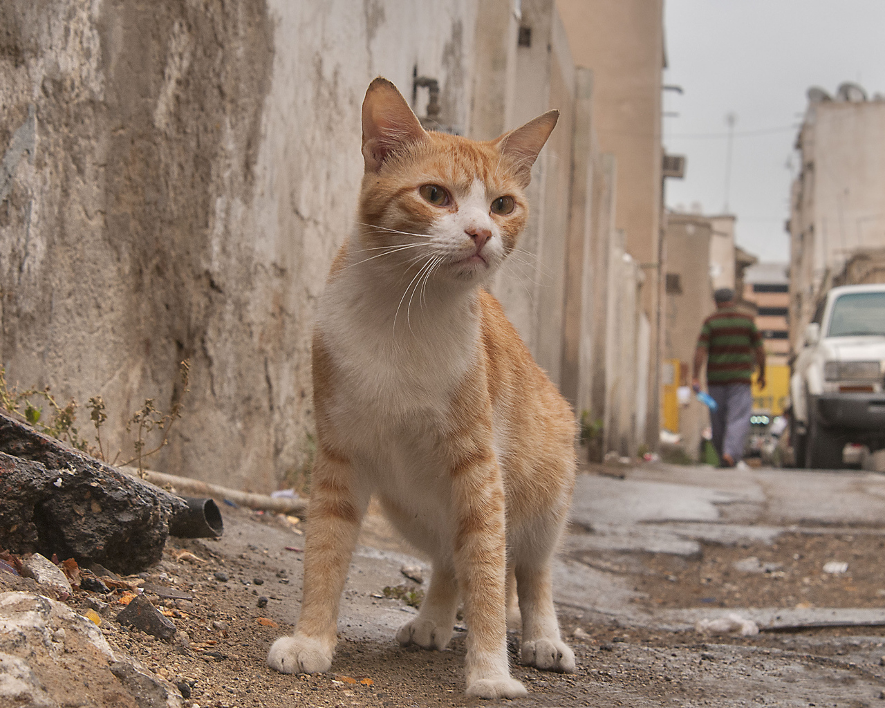 Аравийский мау гуляет по улице
