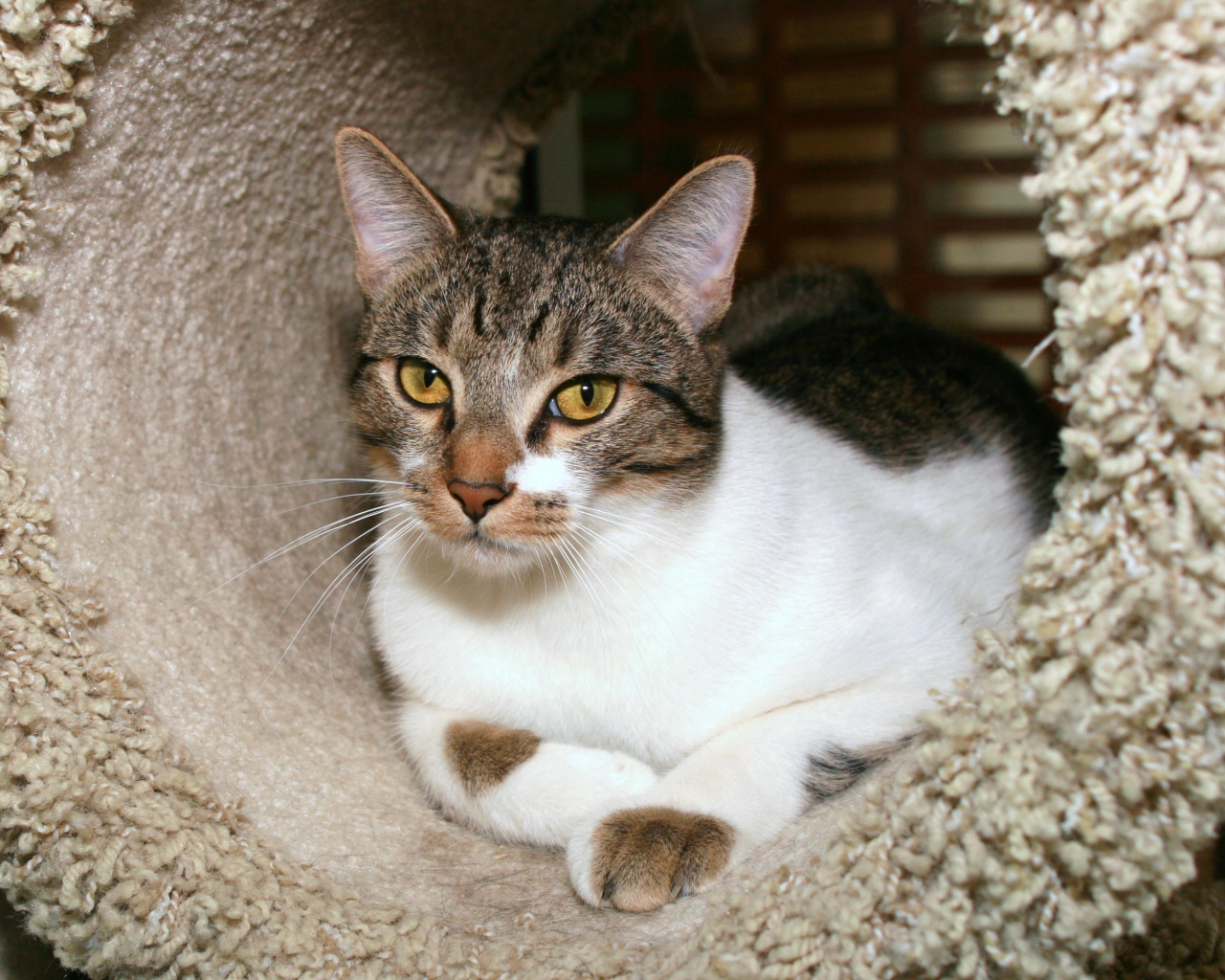 Азиатская табби в домике