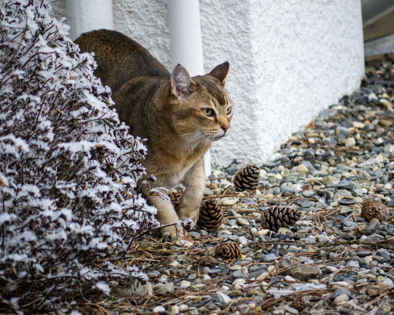 Кот породы азиатская табби