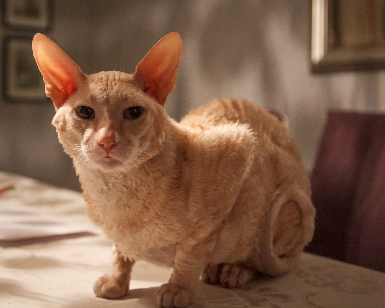 Рыжий корниш рекс