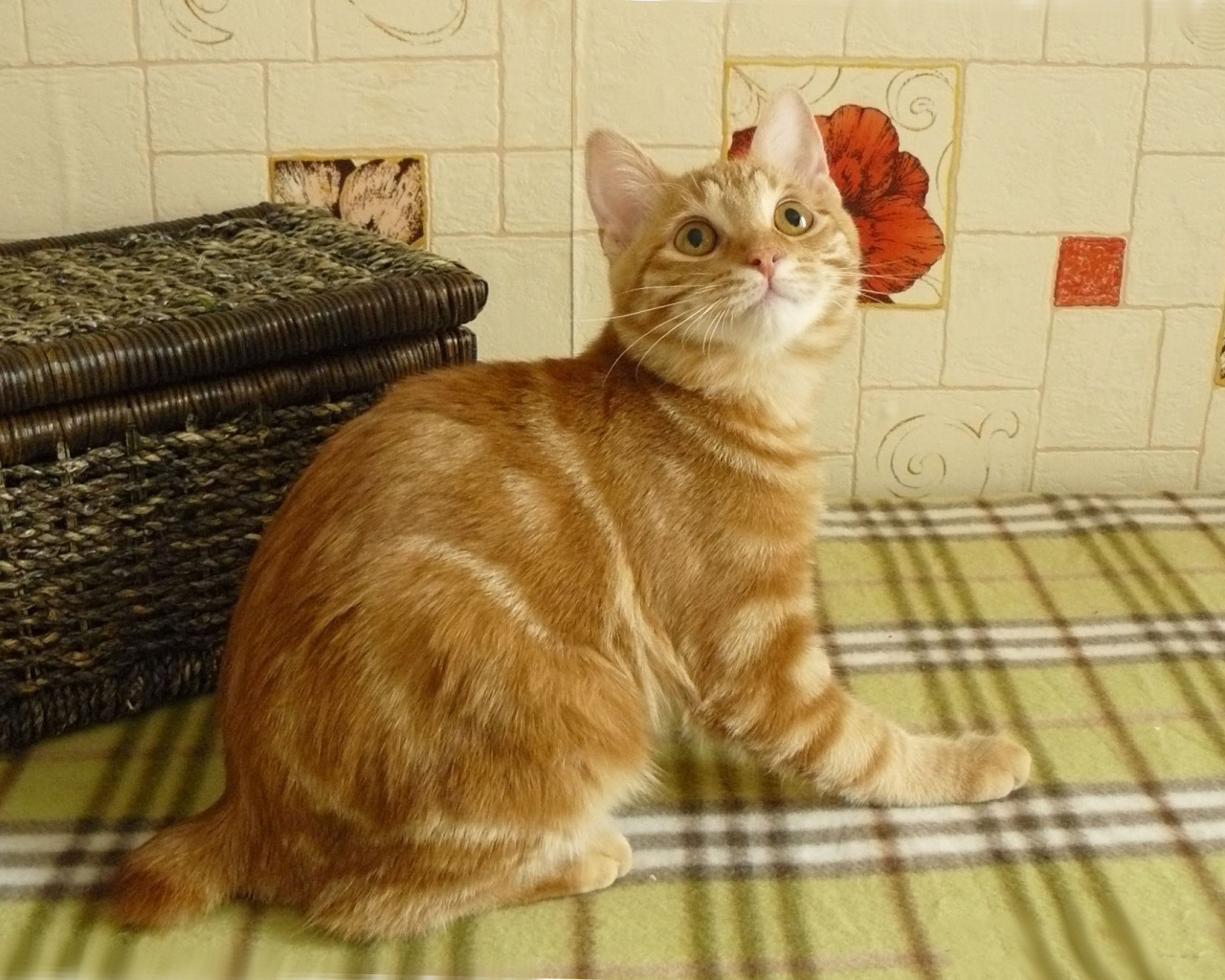 Рыжий курильский бобтейл