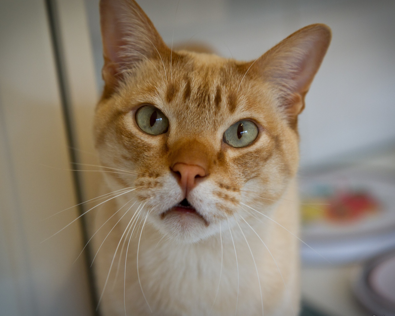 Морда кота австралийский мист