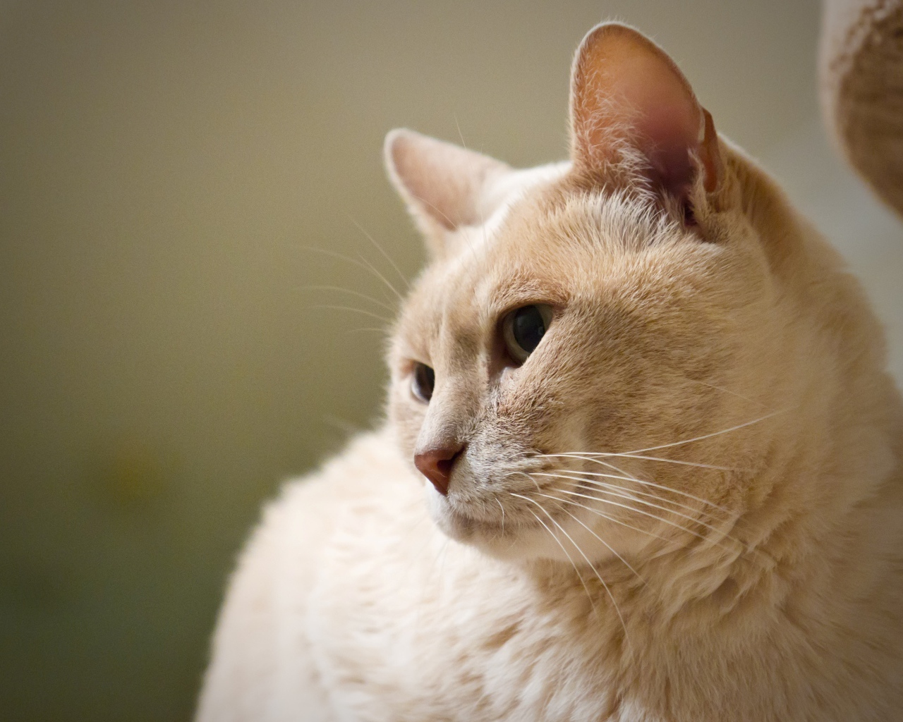 Кот австралийский мист