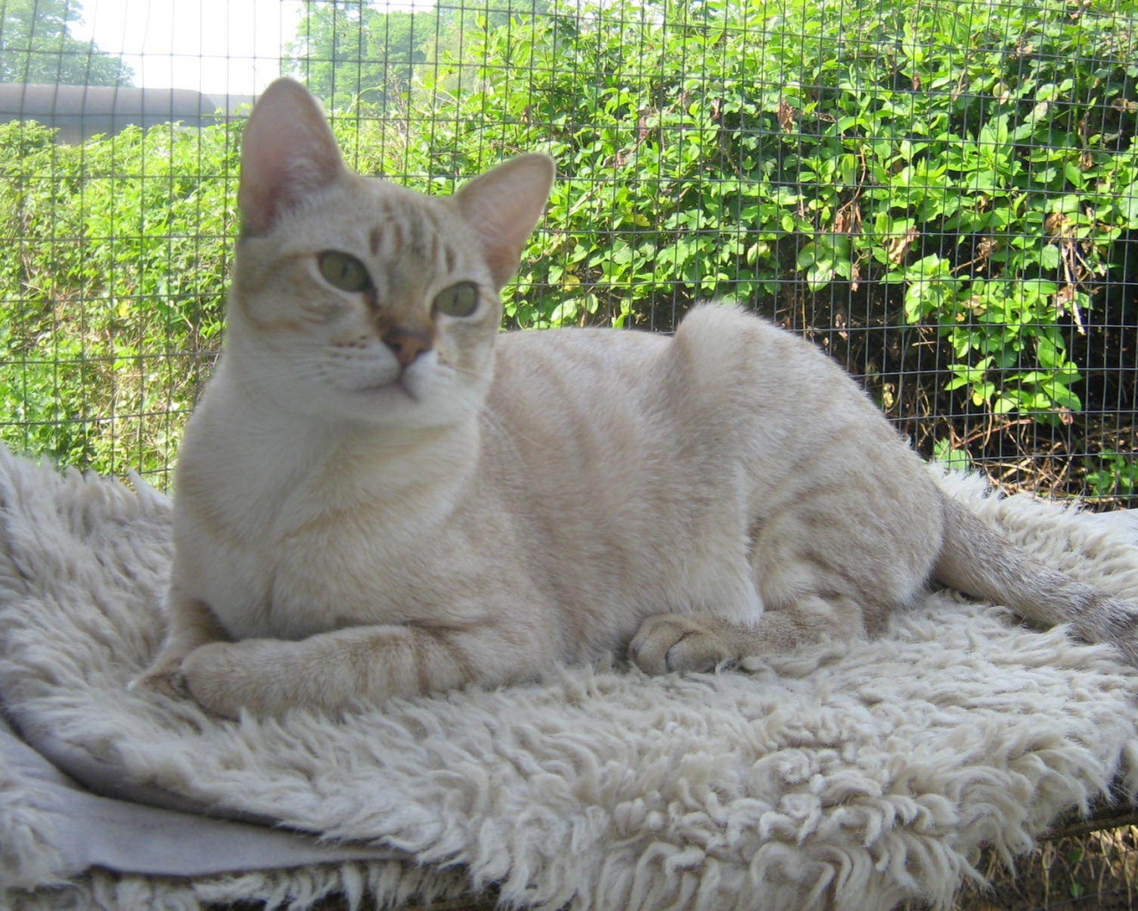 Кот австралийский мист на природе