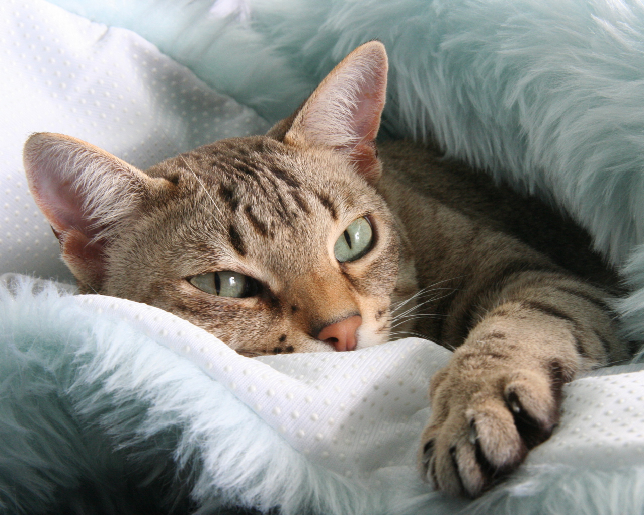 Австралийский мист отдыхает