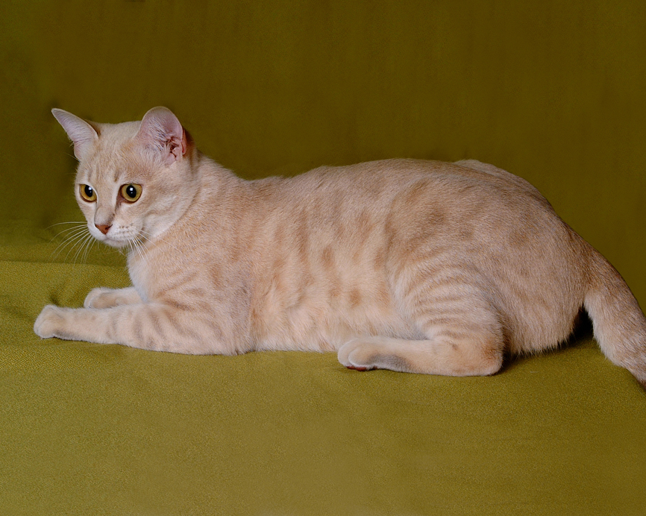 Австралийский мист на зеленом фоне