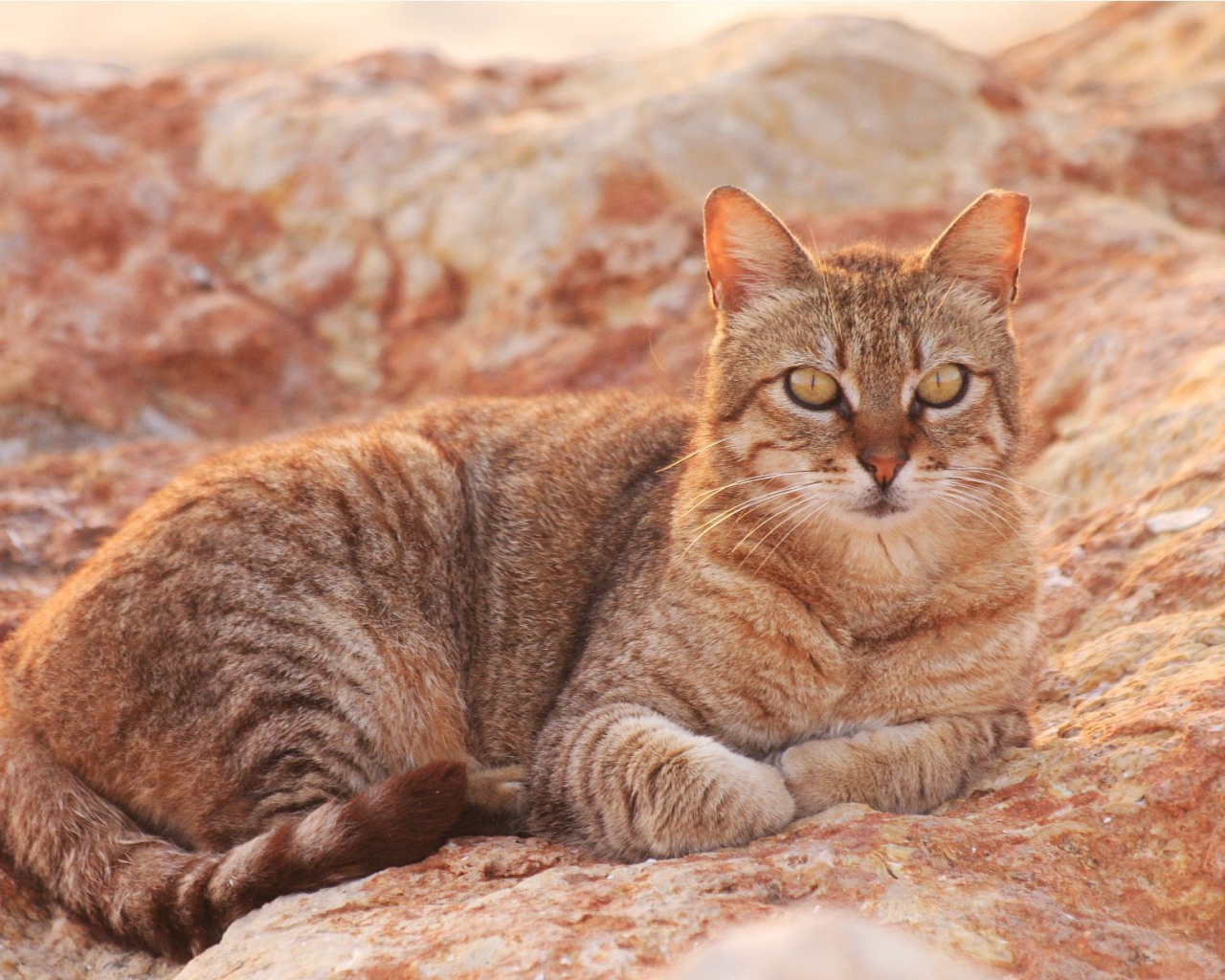 Австралийский мист на скале