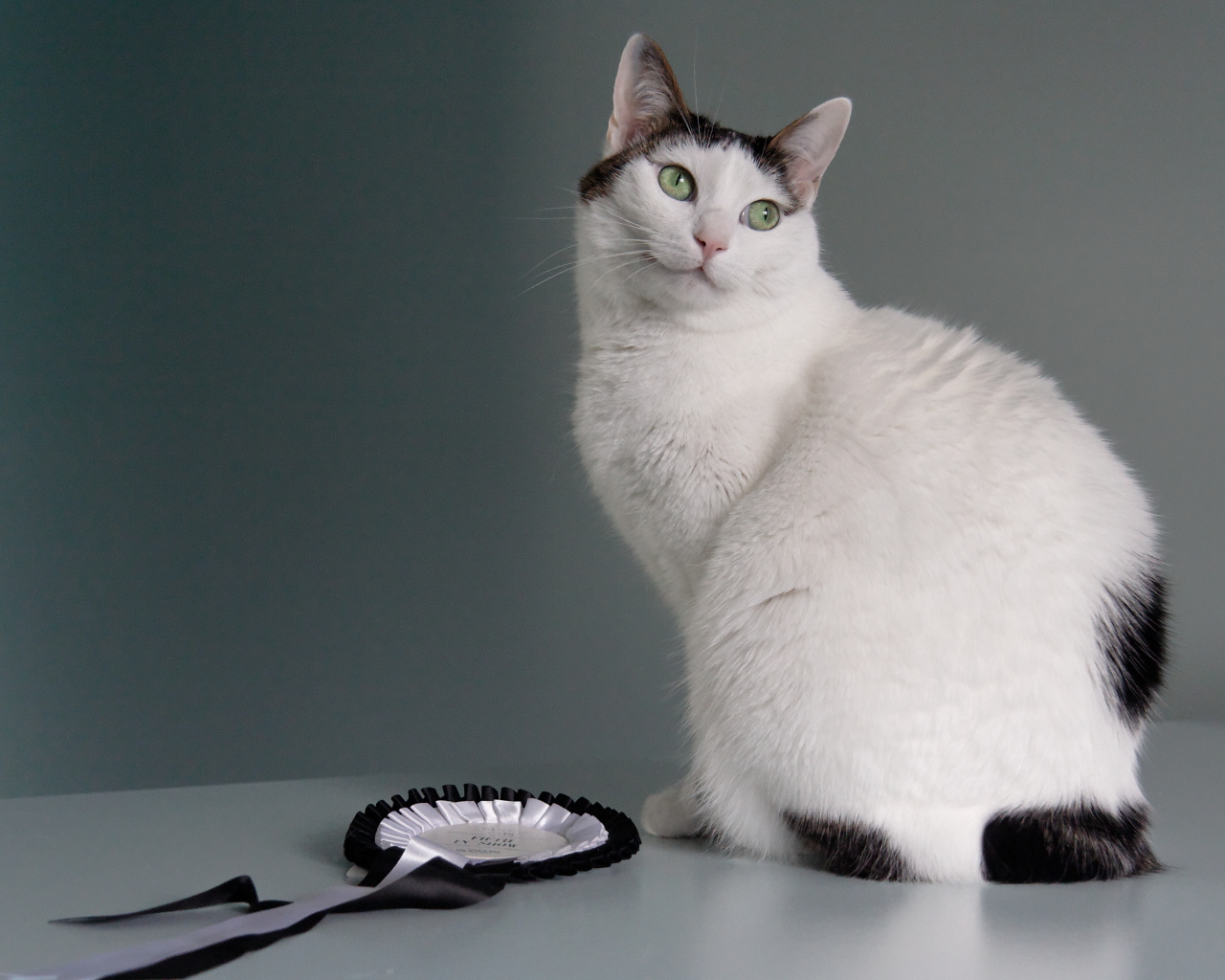 Награда японского бобтейла