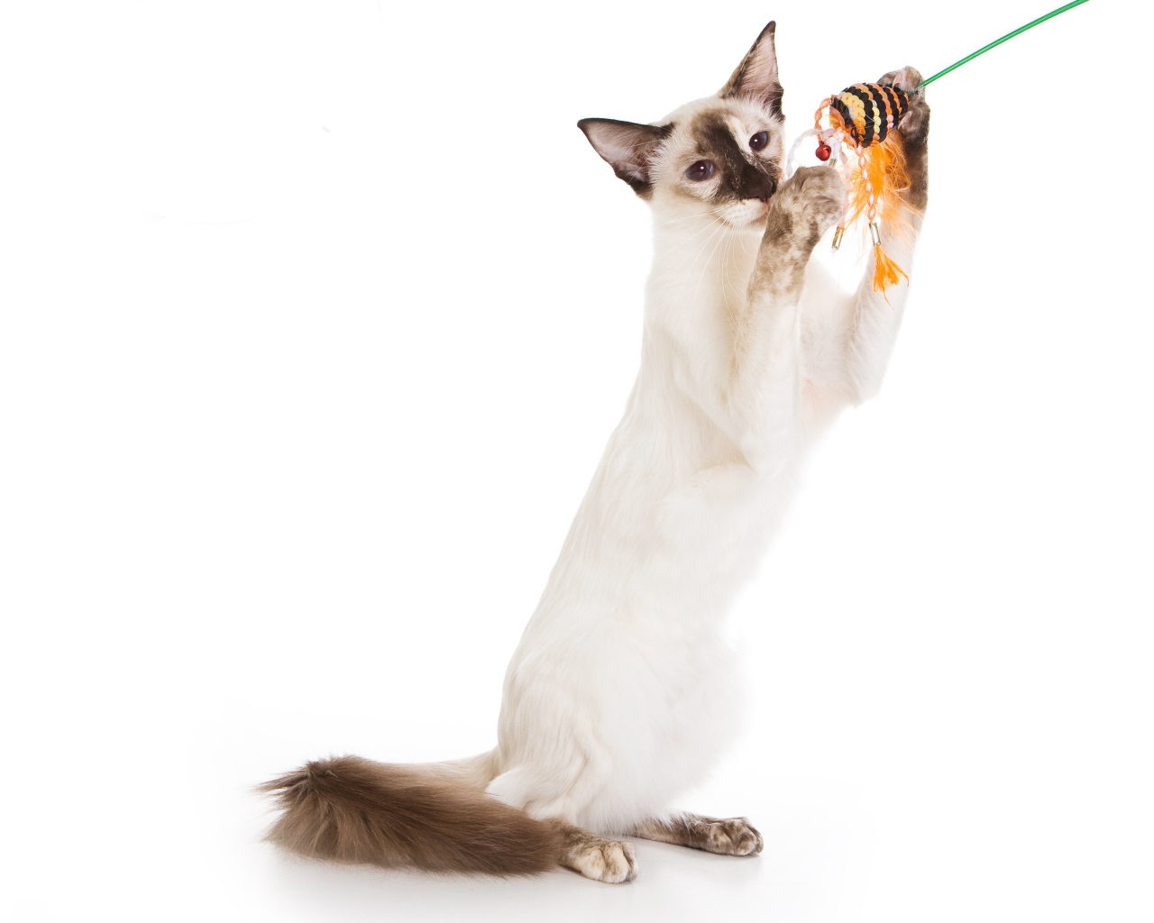 Балийская кошка с игрушкой