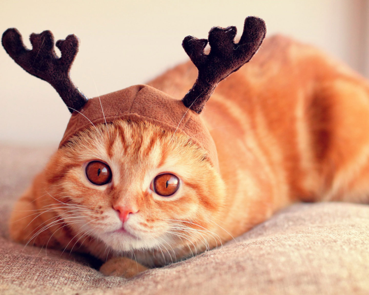 Шапочка у шотландской кошки