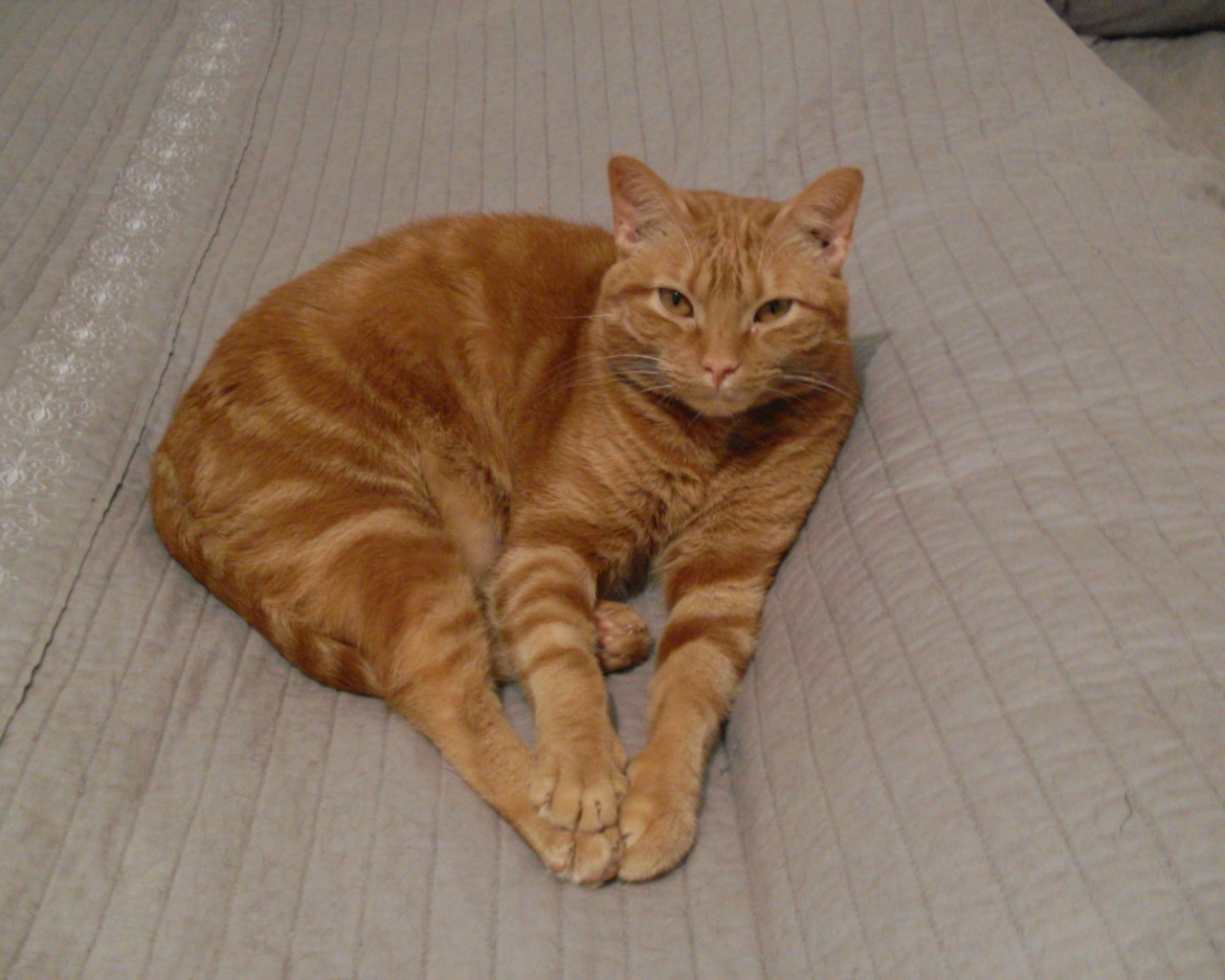 Красивый аравийский мау