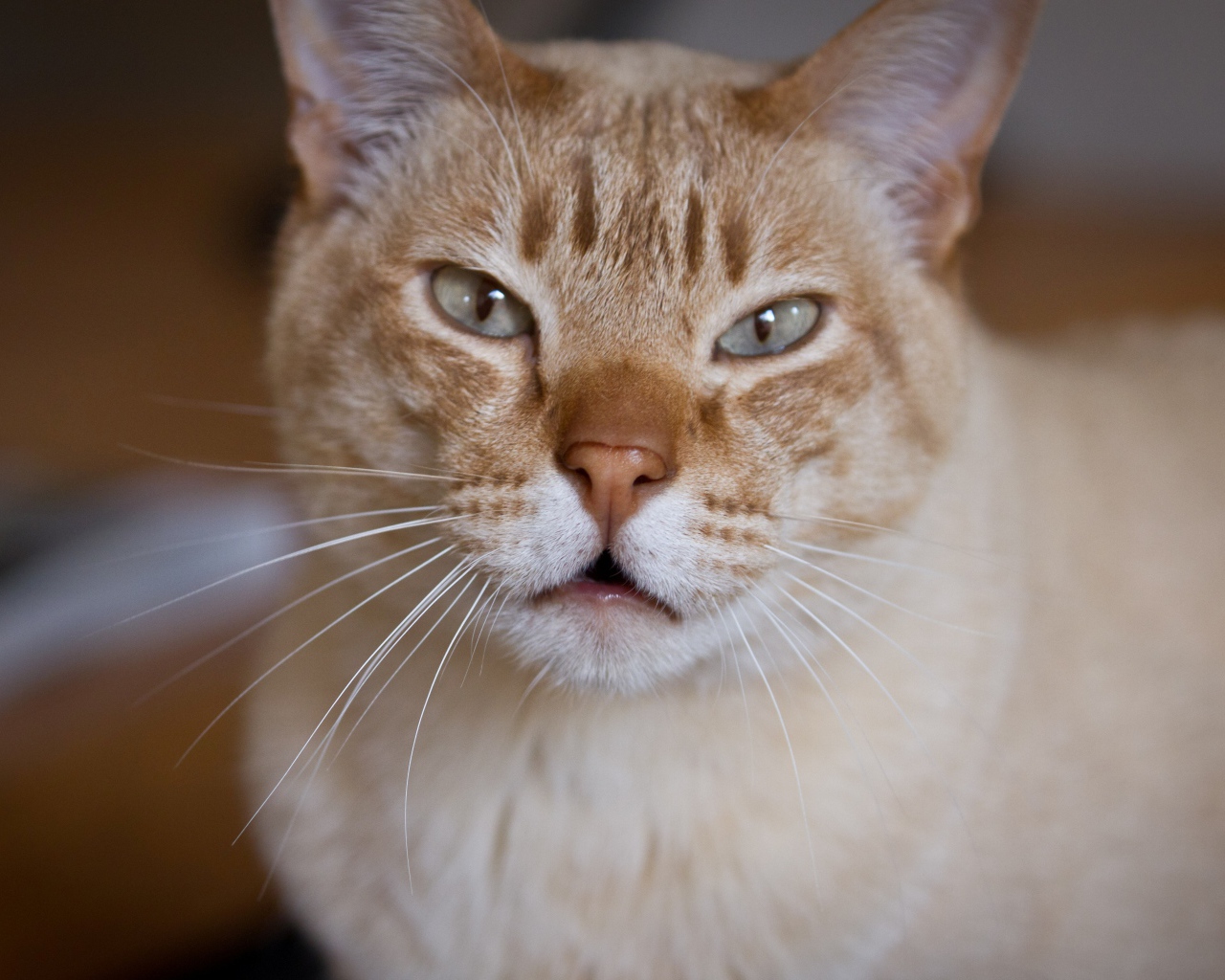 Красивый австралийский мист