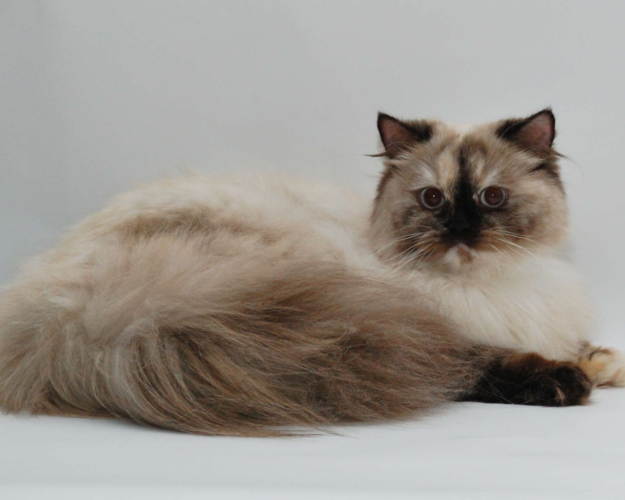 Красивая британская длинношерстная кошка