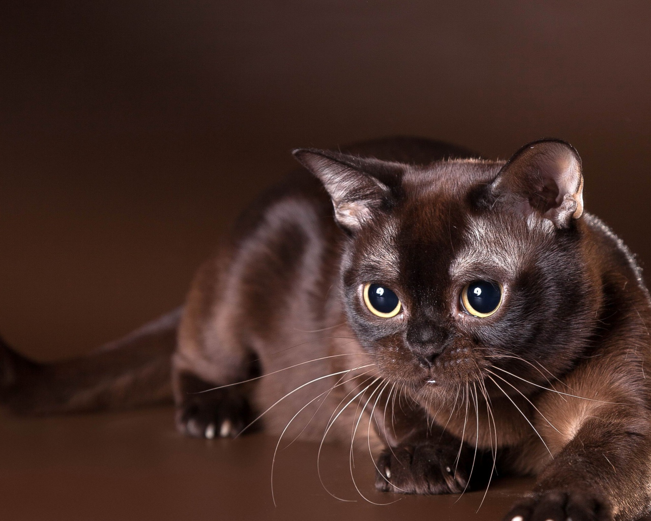 Красивая бурманская кошка