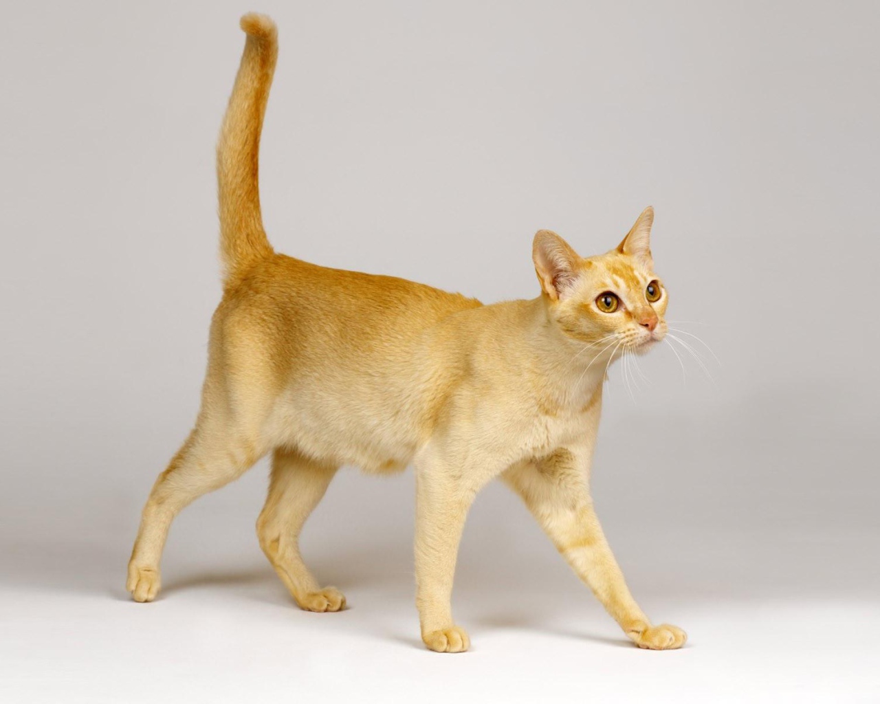 Красивая цейлонская кошка