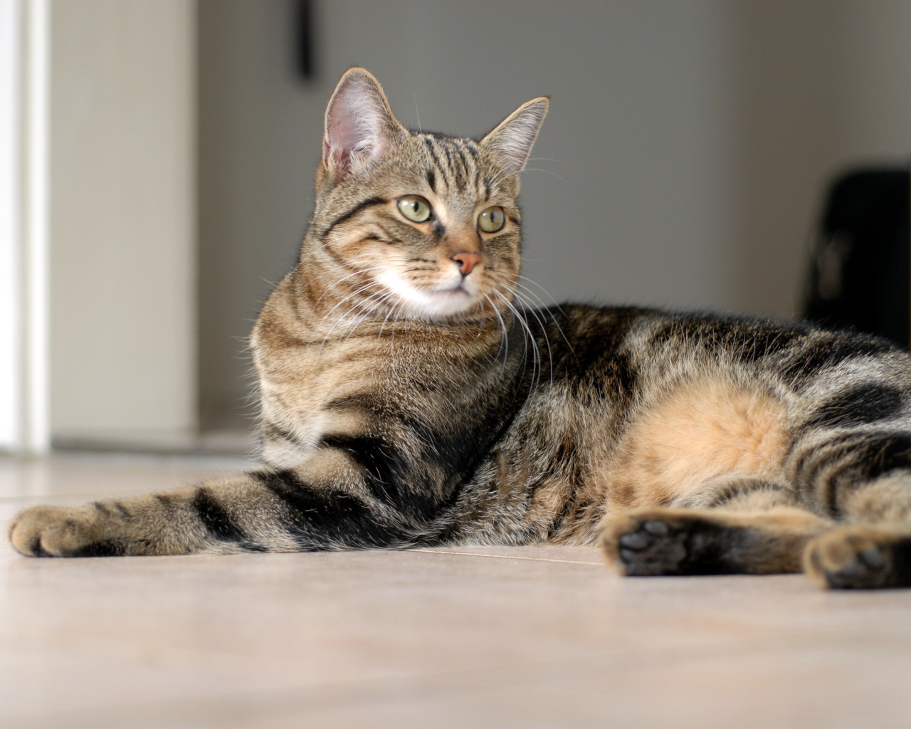 Красивая европейская короткошерстная кошка