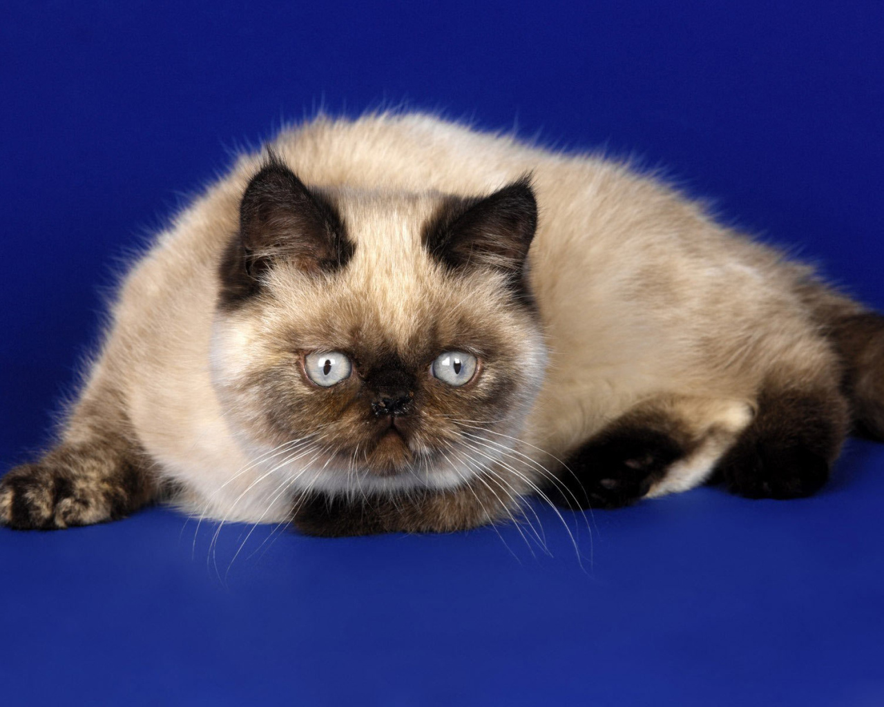 Красивая гималайская кошка