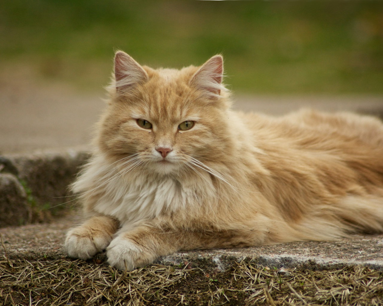 Красивая норвежская лесная кошка