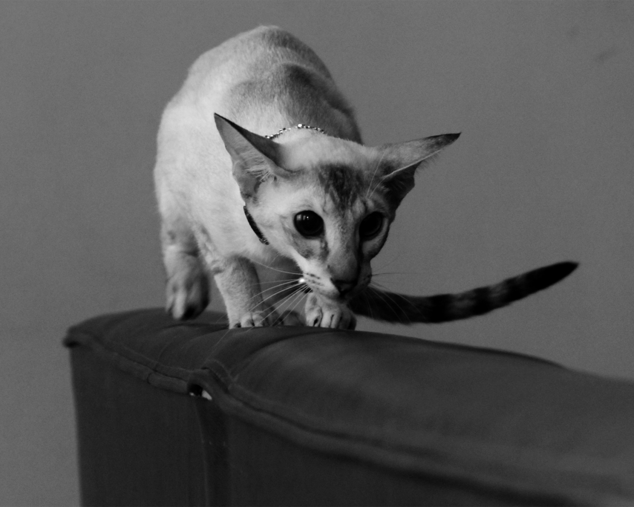 Красивая ориентальная короткошерстная кошка