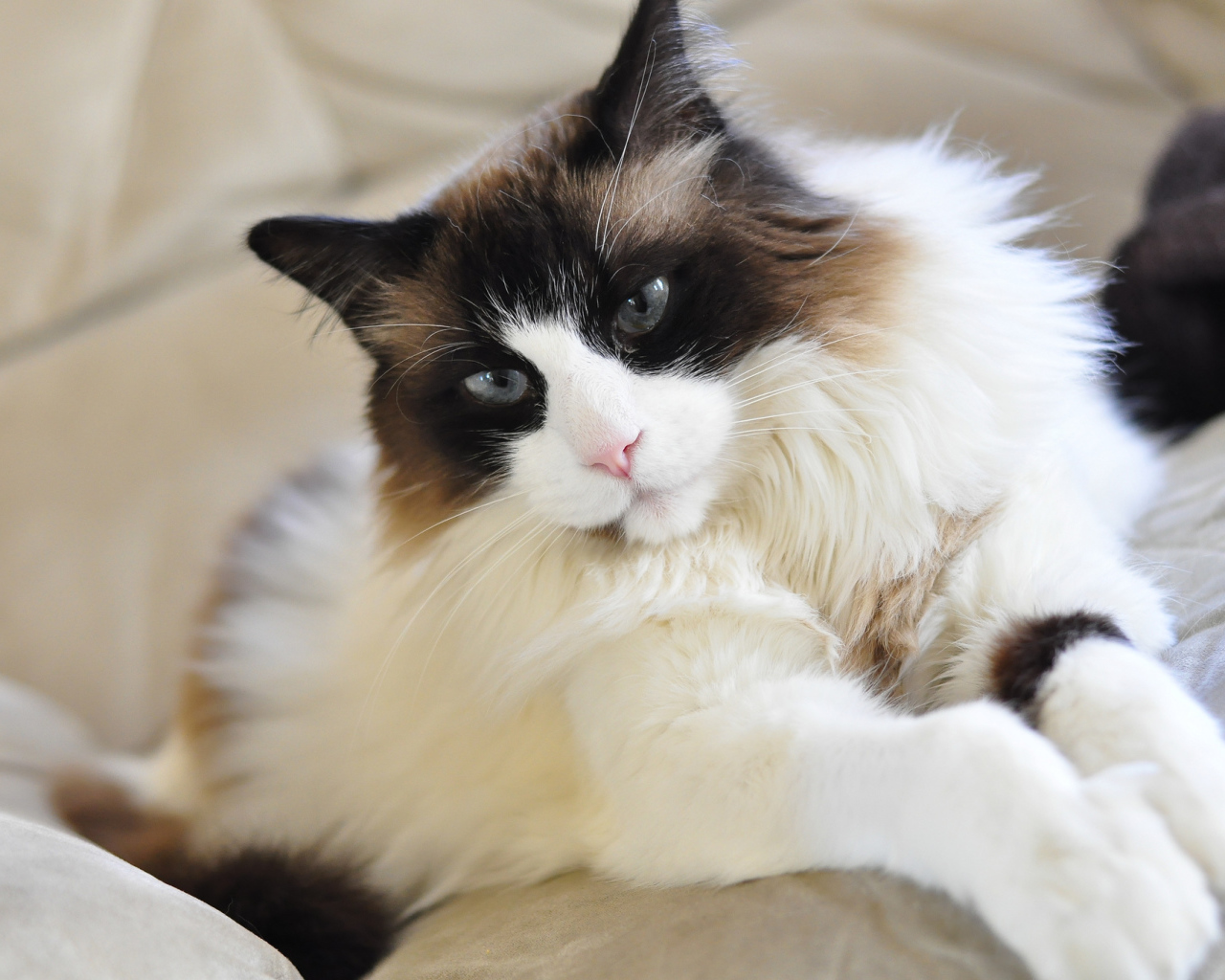 Красивая кошка рэгдолл