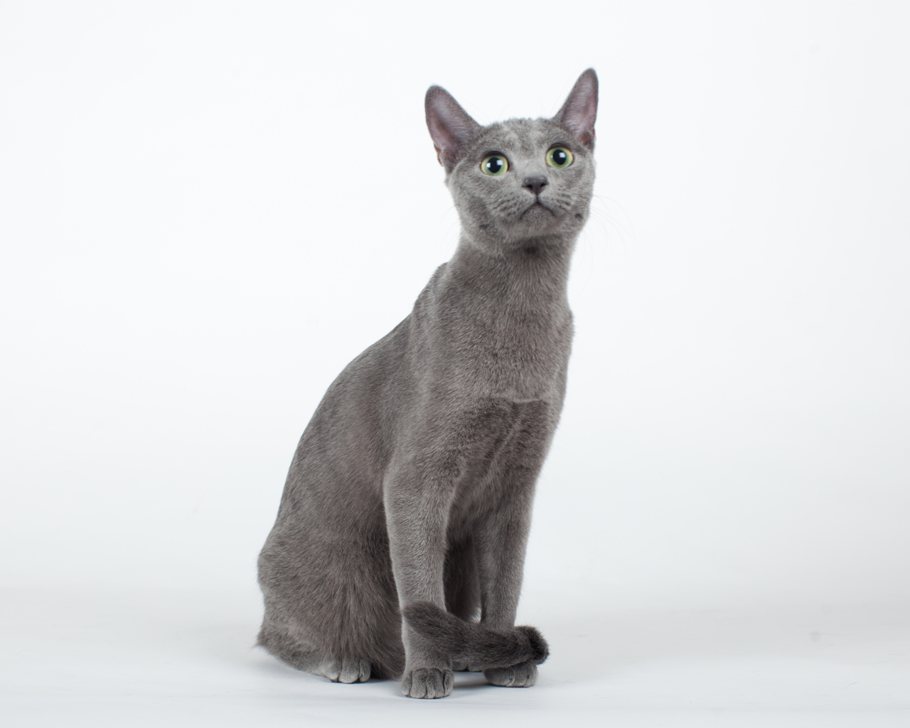 Красивая русская голубая кошка