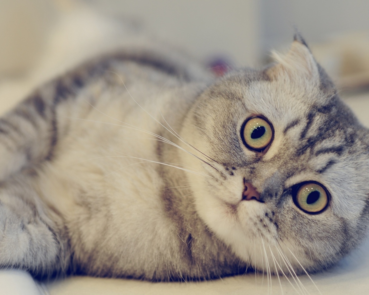 Красивая шотландская кошка