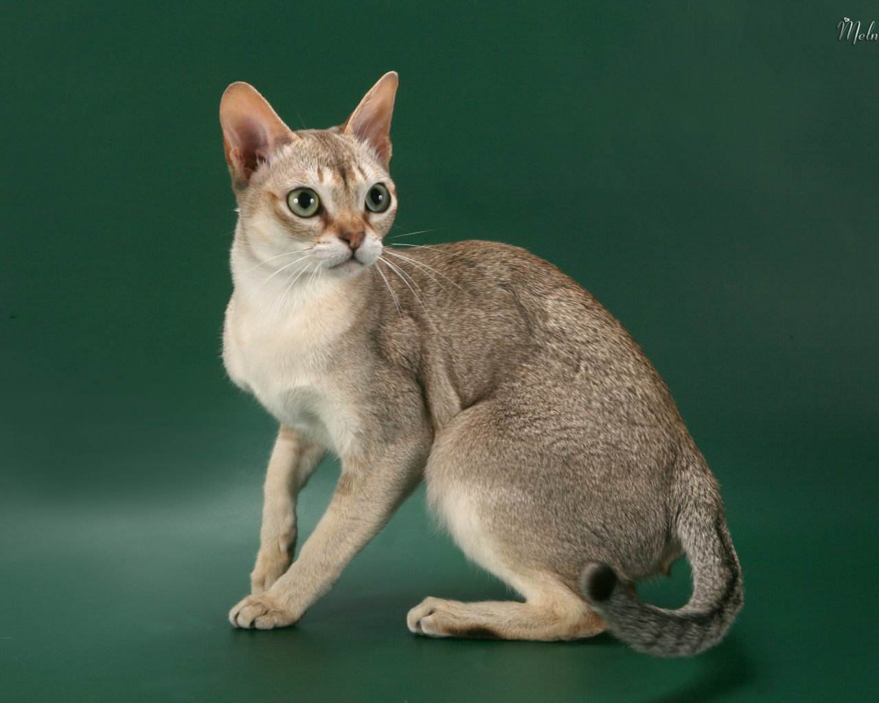 Красивая сингапурская кошка