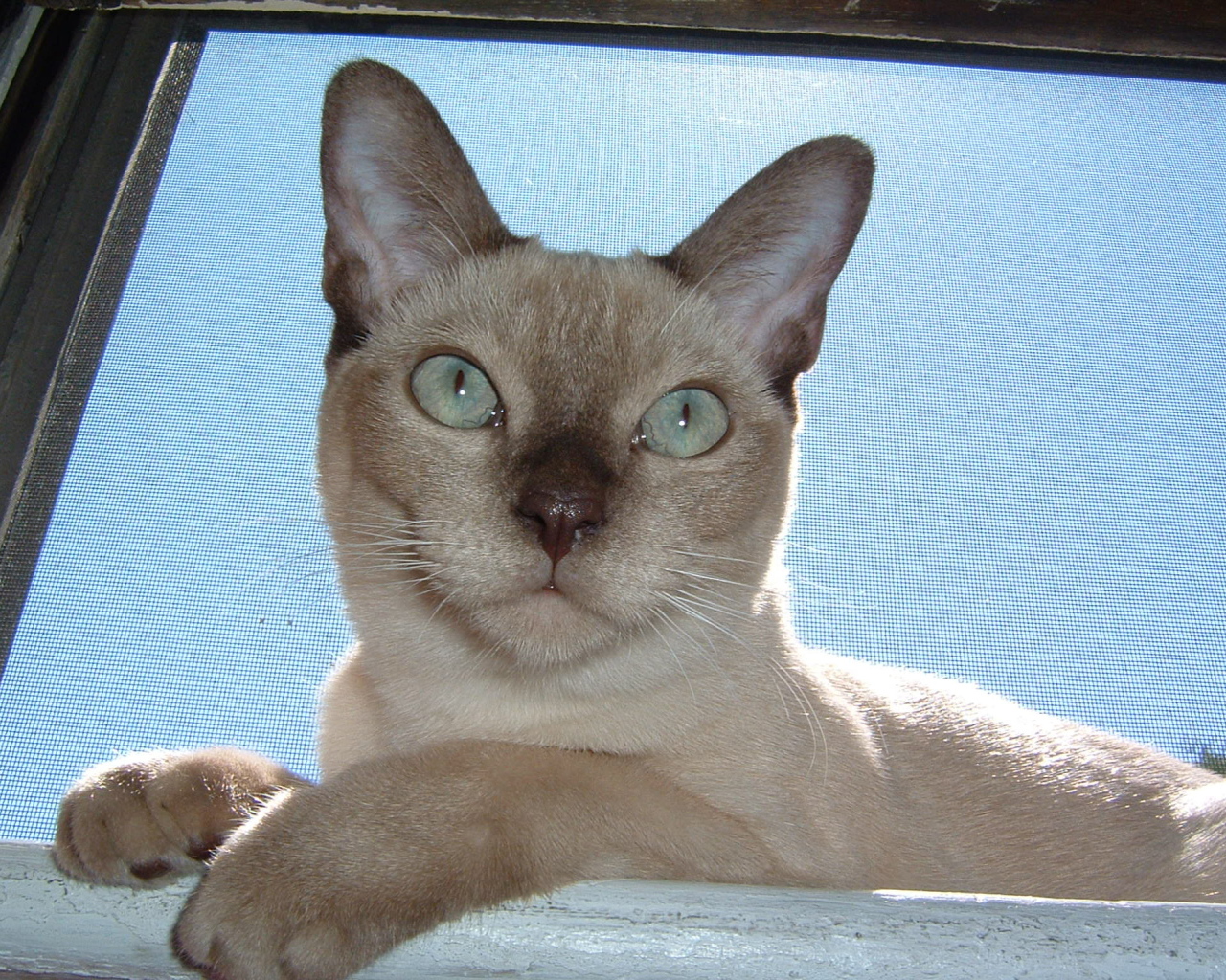 Красивая тонкинская кошка