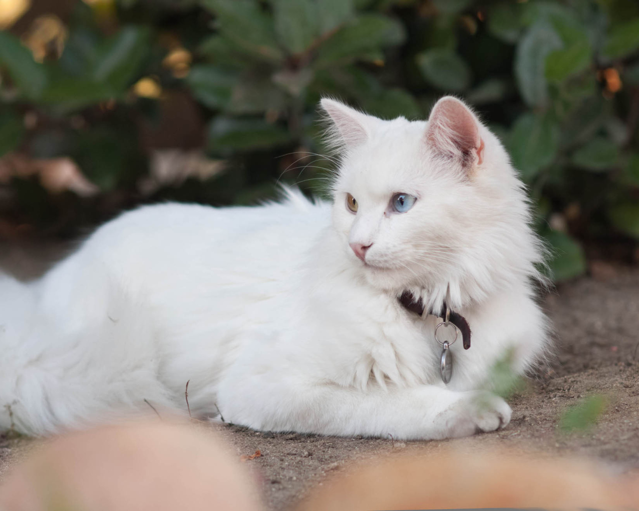 Красивая кошка турецкая ангора