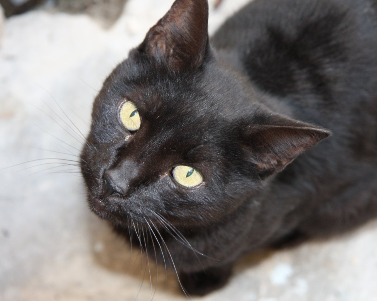 Красивая бомбейская кошка