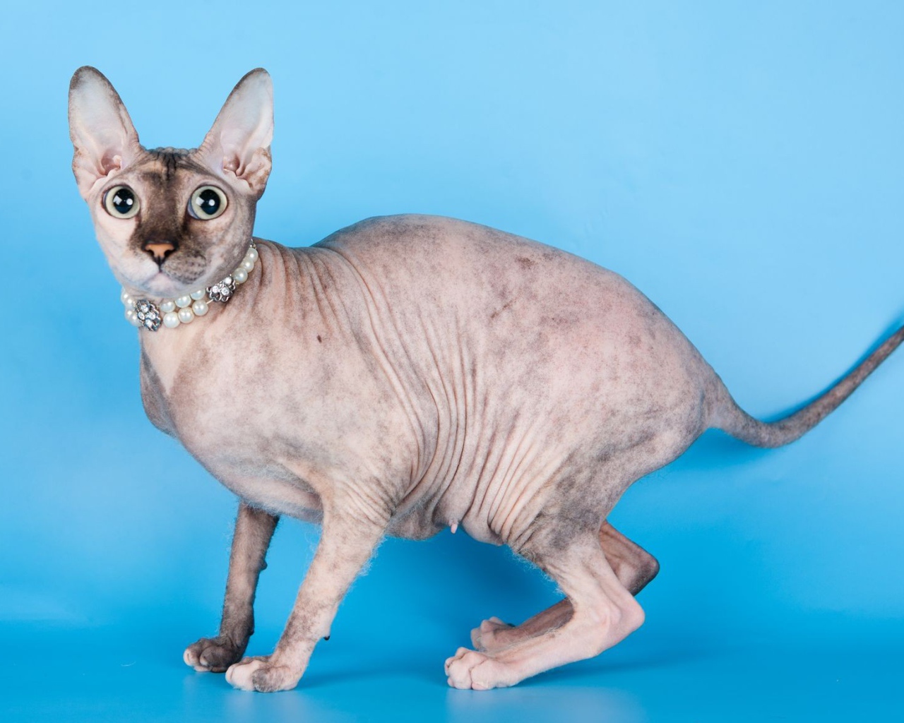 Красивый кот петерболд