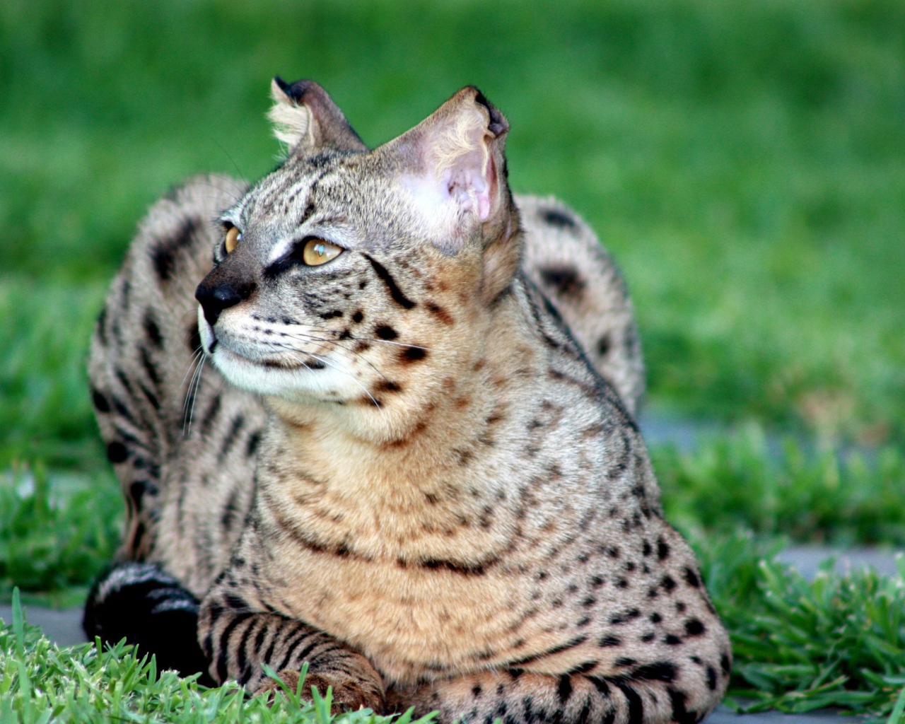 Красивая кошка саванна